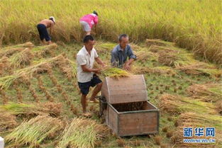 柬埔寨磅通省雨季稻谷產量喜人，農業經濟穩步提升