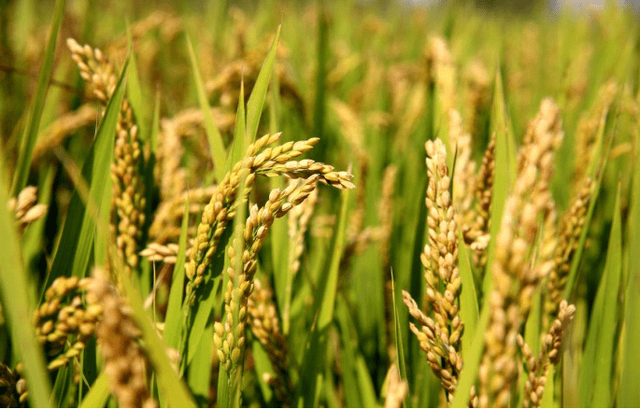 小麥 世界糧倉的堅(jiān)實(shí)支柱與全球文明的基石