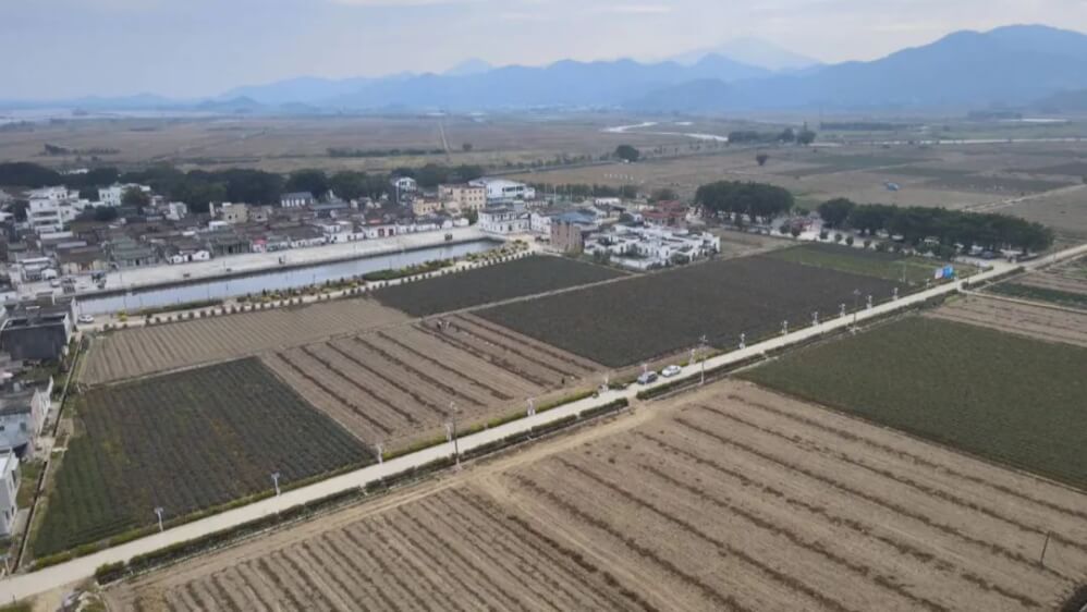 聯(lián)村公司“跨村運(yùn)營”破局，海豐赤坑稻谷飄香里的鄉(xiāng)村振興新路徑