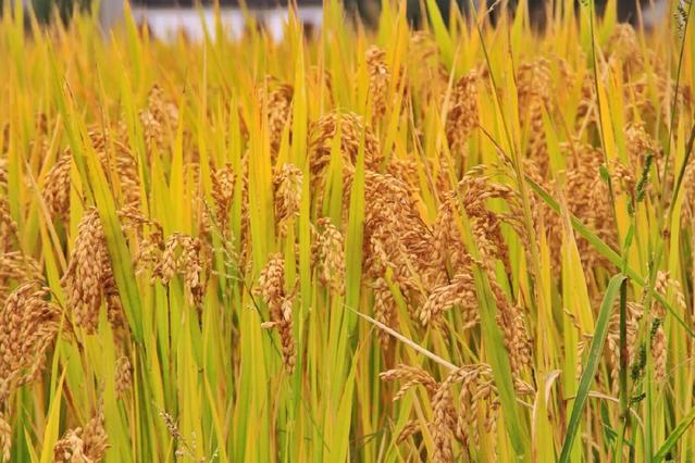 相城新米香滿城 豐收時(shí)節(jié)話稻谷