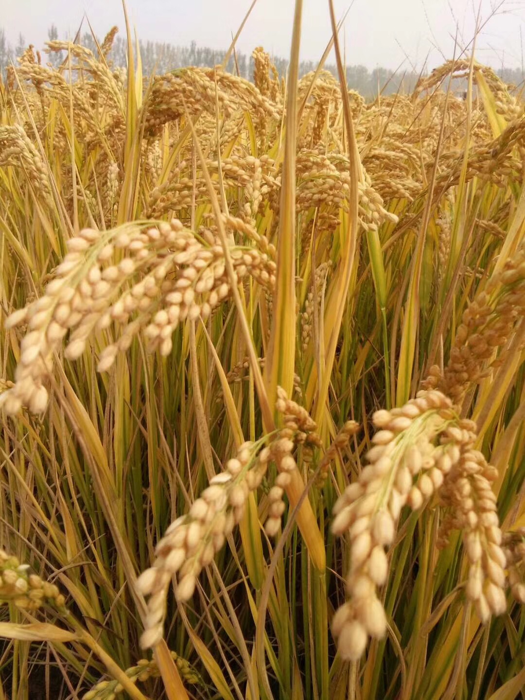 江蘇保豐集團 深耕稻谷產業，打造優質面粉全鏈條